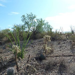 Javelina Exhibit