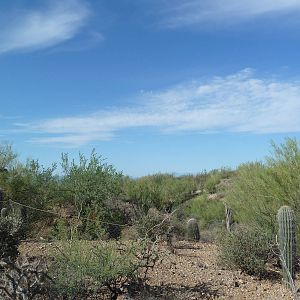 Javelina Exhibit