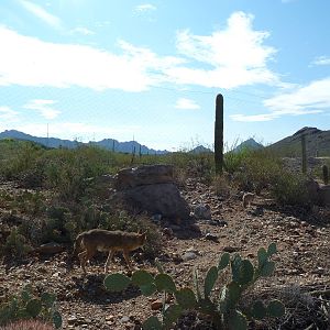 Coyote Exhibit
