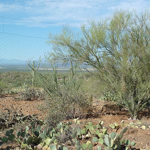 Coyote Exhibit - See A Coyote?