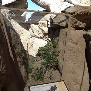 Life On The Rocks - Western Diamondback Rattlesnake Exhibit