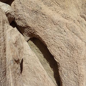 Life On The Rocks - Bark Scorpion Exhibit