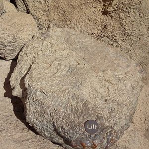 Life On The Rocks - Stripe-Tailed Scorpion Exhibit