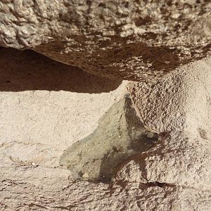 Life On The Rocks - Stripe-Tailed Scorpion Exhibit