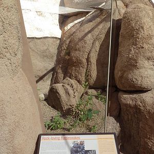 Life On The Rocks - Tiger + Speckled Rattlesnake Exhibit