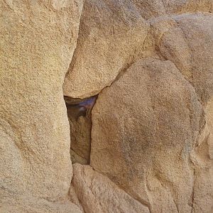 Life On The Rocks - Black Widow Spider Exhibit