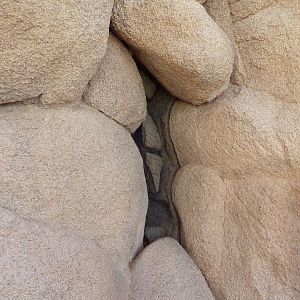 Life On The Rocks - Sonoran Lyre Snake Exhibit