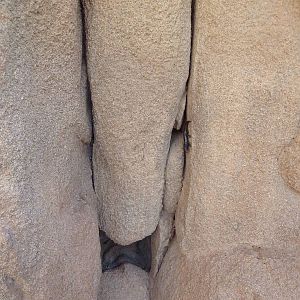 Life On The Rocks - Banded Gecko Exhibit