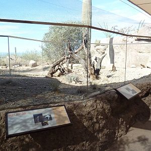 Life On The Rocks - Harris' Antelope Squirrel/Hog-Nosed Skunk Exhibit