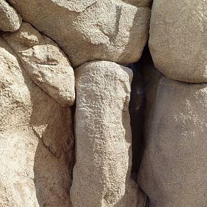Life On The Rocks - California Leaf-Nosed Bat Exhibit