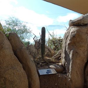 Life On The Rocks - Elf Owl Exhibit
