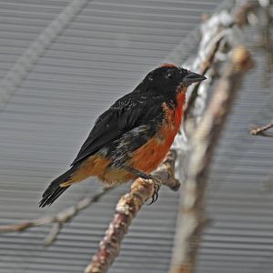 Crimson-breasted Finch
