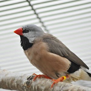 Heck's Grass Finch