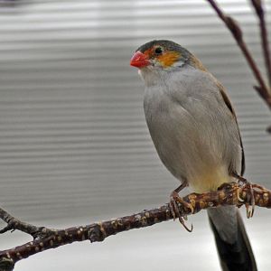 Orange-cheeked Waxbill