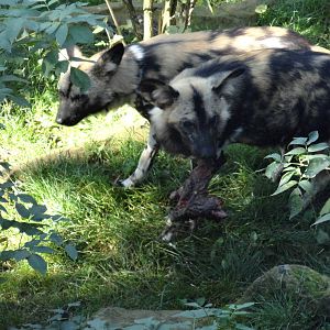 African Hunting Dogs