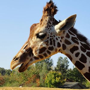 Reticulated Giraffe