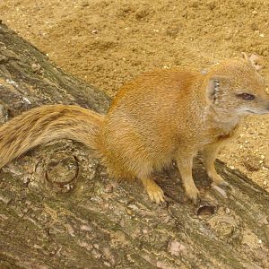 Yellow Mongoose