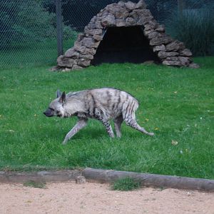 Striped Hyena