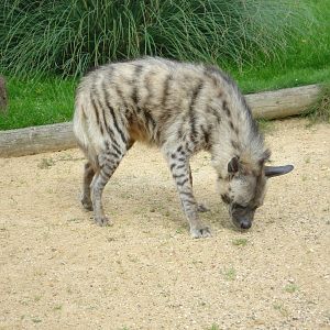 Striped Hyena