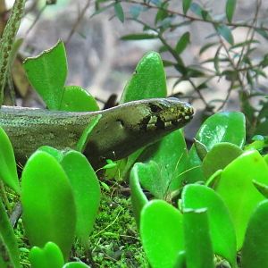Chevron Skink - Te Wao Nui, Auckland Zoo 2011