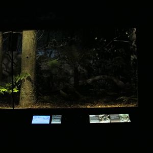 Kiwi Exhibit - Te Wao Nui, Auckland Zoo 2011