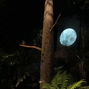 Morepork - Te Wao Nui, Auckland Zoo 2011