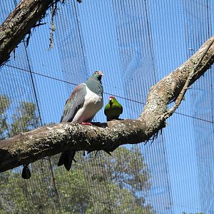 Pigeon & Parakeet - Te Wao Nui, Auckland Zoo 2011