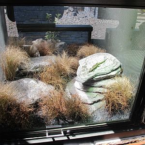 Otago Skink Exhibit - Te Wao Nui, Auckland Zoo 2011