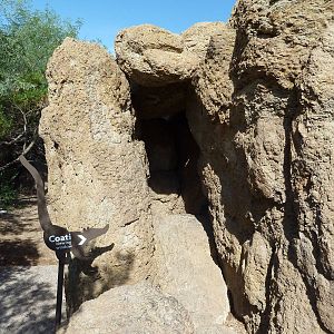 Coati Exhibit - Viewing Cave