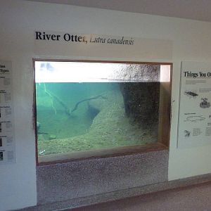 River Otter Exhibit - Underwater Viewing