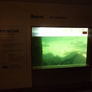 Beaver Exhibit - Underwater Viewing