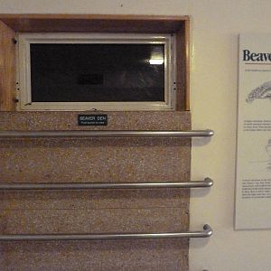 Beaver Exhibit - Den
