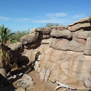 Desert Bighorn Sheep Exhibit