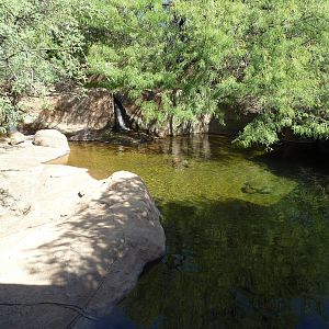 Beaver Exhibit