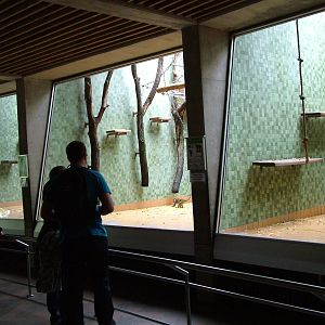 Primate House Interior at Berlin Zoo, 31/08/11