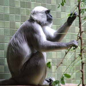 Northern Plains Grey Langur at Berlin Zoo, 31/08/11
