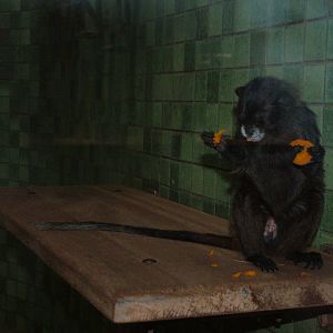 Black-mantled Tamarin at Berlin Zoo, 31/08/11