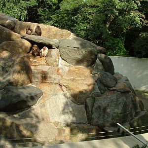 Stump-tailed Macaque Exhibit at Berlin Zoo, 31/08/11