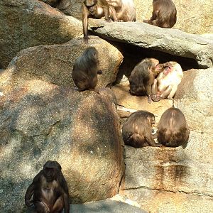 Stump-tailed Macaques at Berlin Zoo, 31/08/11