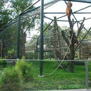 Orang-utan Exhibit at Berlin Zoo, 31/08/11