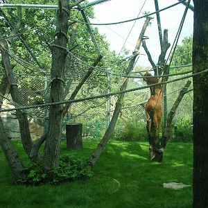 Orang-utan Exhibit at Berlin Zoo, 31/08/11
