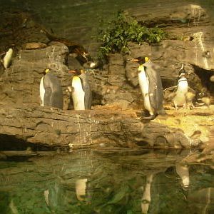 King, Magellanic, and Southern rockhopper penguins