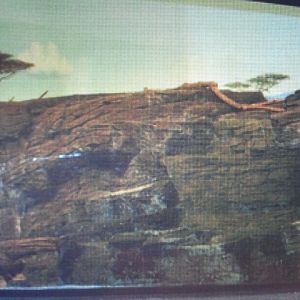 Cat House- Margay exhibit