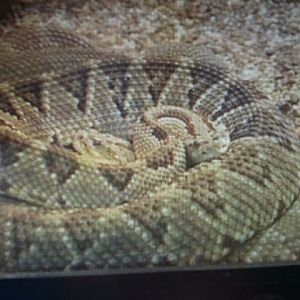 The only Yucatan Neotropical Rattlesnake on display outside of Yucatan
