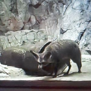 Cat House- Bat-eared fox