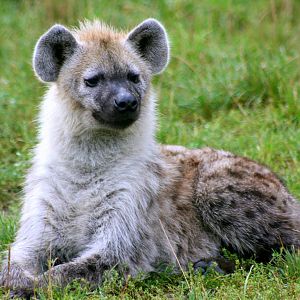 Spotted hyaena; Berlin Tierpark; 9th September 2011