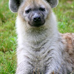 Spotted hyaena; Berlin Tierpark; 9th September 2011