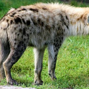 Spotted hyaena; Berlin Tierpark; 9th September 2011