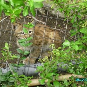 Cat House- Eurasian lynx kitten