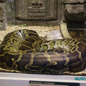Reptile House- Burmese python